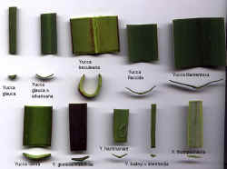 Yucca leaves sections.jpg (50308 bytes)