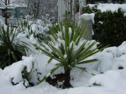Yuccafaxinsnowpaulb.jpg (148945 bytes)