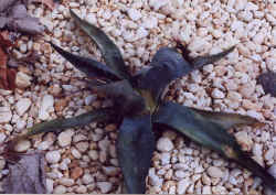agave_goldmaniana.jpg (76885 bytes)