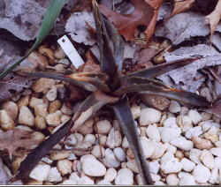 agave_havardiana.jpg (50131 bytes)