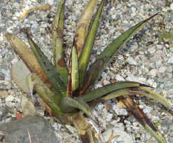 agave_lechiguilla_steve_nm_2003_april13r.jpg (72588 bytes)