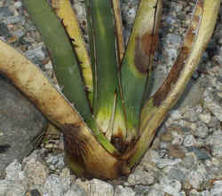agave_lechiguilla_steve_nm_2003_april19r.jpg (66667 bytes)