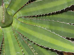 agave_lophantha_2002_dec8r.JPG (73655 bytes)