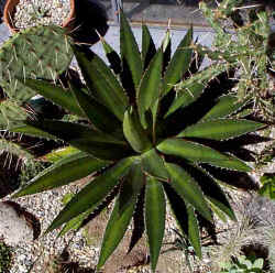 agave_lophantha_2002_sept7.jpg (72080 bytes)