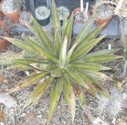 agave_lophantha_2003_mar16r.jpg (75701 bytes)
