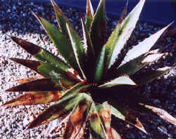 agave_lophantha_neardeath.jpg (63985 bytes)