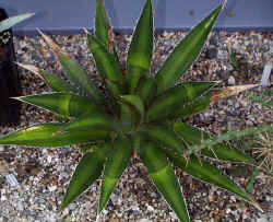 agave_lophantha_recover.JPG (178166 bytes)