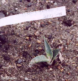 agave_mckelveyana-2.jpg (20894 bytes)