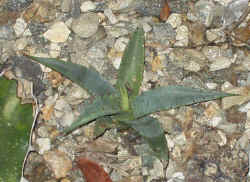 agave mckelveyana 2002 oct22.jpg (71412 bytes)