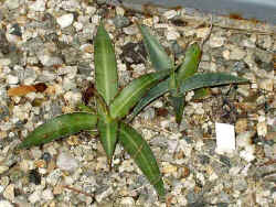 agave_mckelveyana_2003_oct17r.jpg (75002 bytes)
