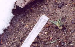 agave_neomexicana-2.jpg (19920 bytes)