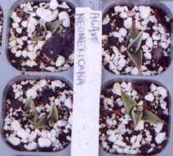 agave_neomexicana.JPG (31173 bytes)