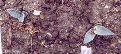 agave_parri_havardiana-2.jpg (51075 bytes)