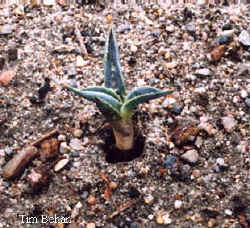 agave_parri_havardiana-3.jpg (22959 bytes)