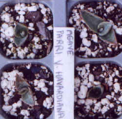 agave_parri_havardiana.JPG (28106 bytes)