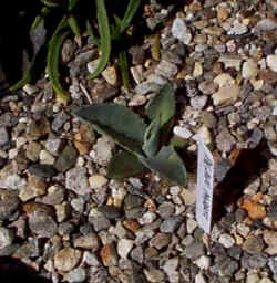 agave_parryi_2001_sept27.jpg (40074 bytes)