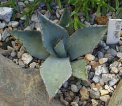 agave_parryi_2002_oct27r.jpg (71228 bytes)