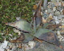 agave_parryi_2003_apr13r.jpg (72699 bytes)