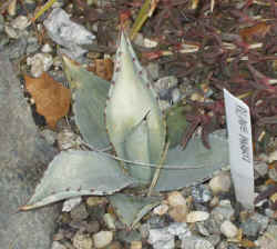 agave parryi 2003 mar8r.jpg (66435 bytes)