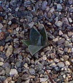 agave_parryi_havardiana_092701.jpg (24429 bytes)