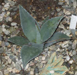 agave_parryi_havardiana_2002_oct27r.jpg (74900 bytes)