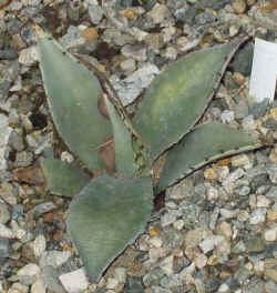 agave_parryi_havardiana_2003_apr13r.jpg (73994 bytes)