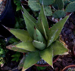 agave_scabiosa_2002_sept7.jpg (68292 bytes)