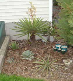 agave_scabosa_2003_may11r.jpg (73892 bytes)