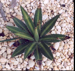 agave_unknown-3.jpg (47115 bytes)