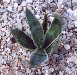 agave_unknown_variegated.JPG (31917 bytes)
