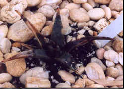 agave_utah_nev2.jpg (23481 bytes)