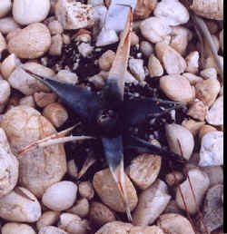 agave_utah_nev.jpg (29844 bytes)