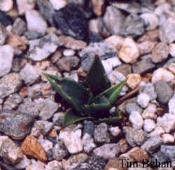 agave_utahensis_eborispina_2001_dec9.jpg (70871 bytes)