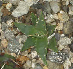agave utahensis eborispina 2002 oct22.jpg (59326 bytes)