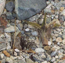 agave_utahensis_eborispina_2003_mar22r.jpg (74984 bytes)