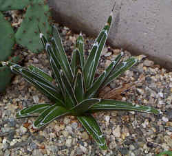 agave_victoriae_reginae_2001_aug14.jpg (105010 bytes)