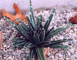 agave_victoriae_reginae_2001_dec1.jpg (64932 bytes)