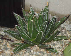 agave victoriae reginae 2002 oct22.jpg (75433 bytes)