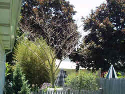 albizia_julibrissin_2003_jun10r.jpg (73153 bytes)