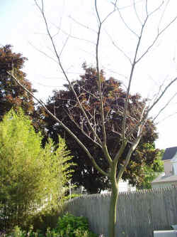 albizia_julibrissin_2003_jun20r.jpg (73803 bytes)