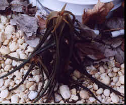 aloe_striatula2.jpg (53679 bytes)