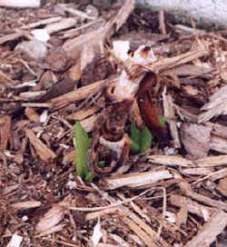 aloe_striatula3.JPG (20709 bytes)