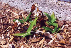 aloe_striatula4.JPG (32808 bytes)