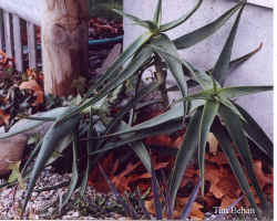 aloe_striatula6.jpg (63657 bytes)