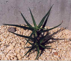 aloe_striatula.jpg (62036 bytes)