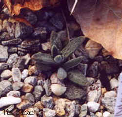 aloinopsis_hilmarii_3.jpg (11713 bytes)