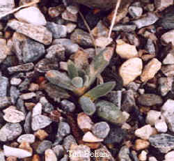 aloinopsis_hilmarii_5.jpg (14966 bytes)