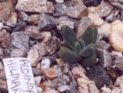 aloinopsis_hilmarii.JPG (54018 bytes)