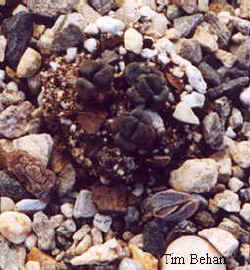aloinopsis_schooneesii_3.jpg (15663 bytes)
