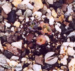 aloinopsis_schooneesii_4.jpg (17779 bytes)